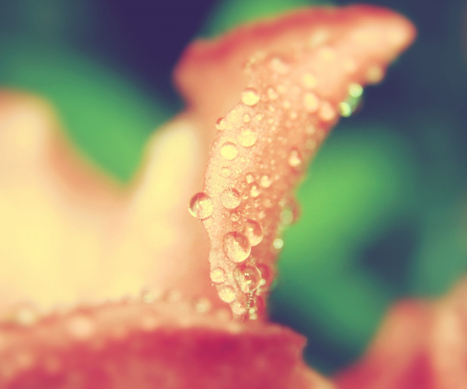 Капли росы на лепестке обои