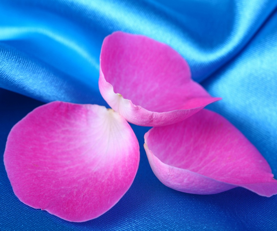 Лепестки розы на голубой ткани обои