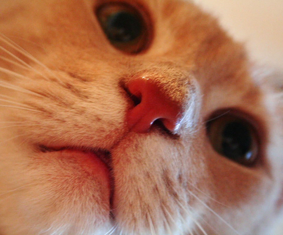 Носопырка обои