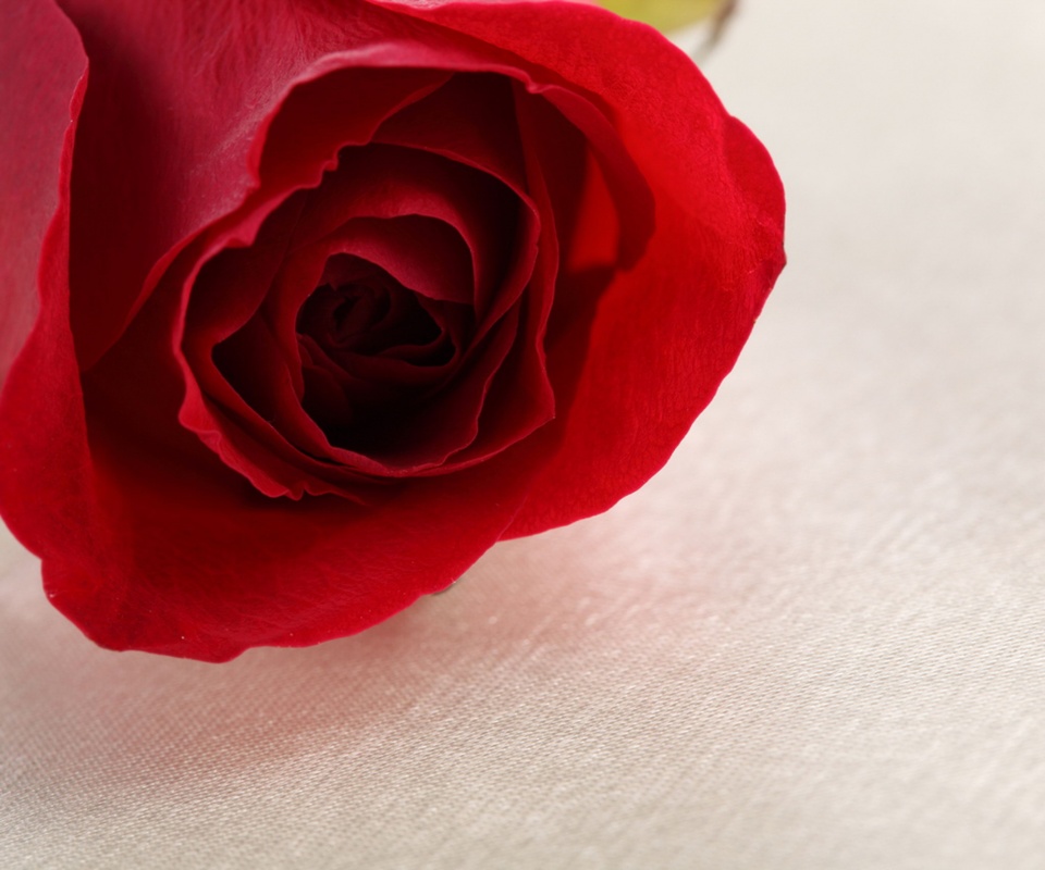 Красная роза обои