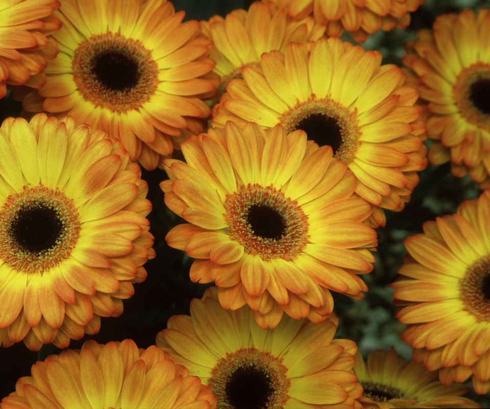 Желтые герберы обои