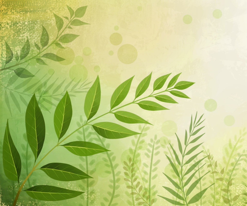 Веточка молодых листьев обои