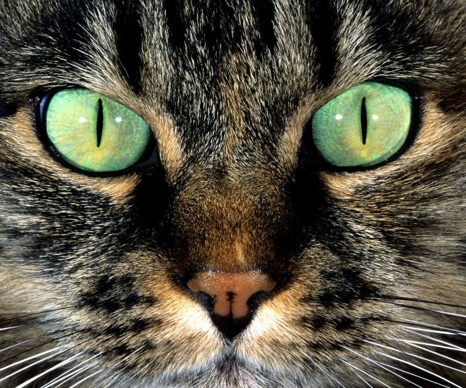 Кошачья морда обои