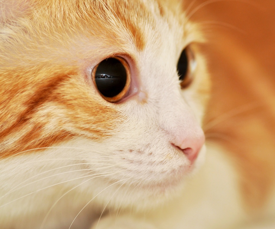 Кот с большими глазами обои
