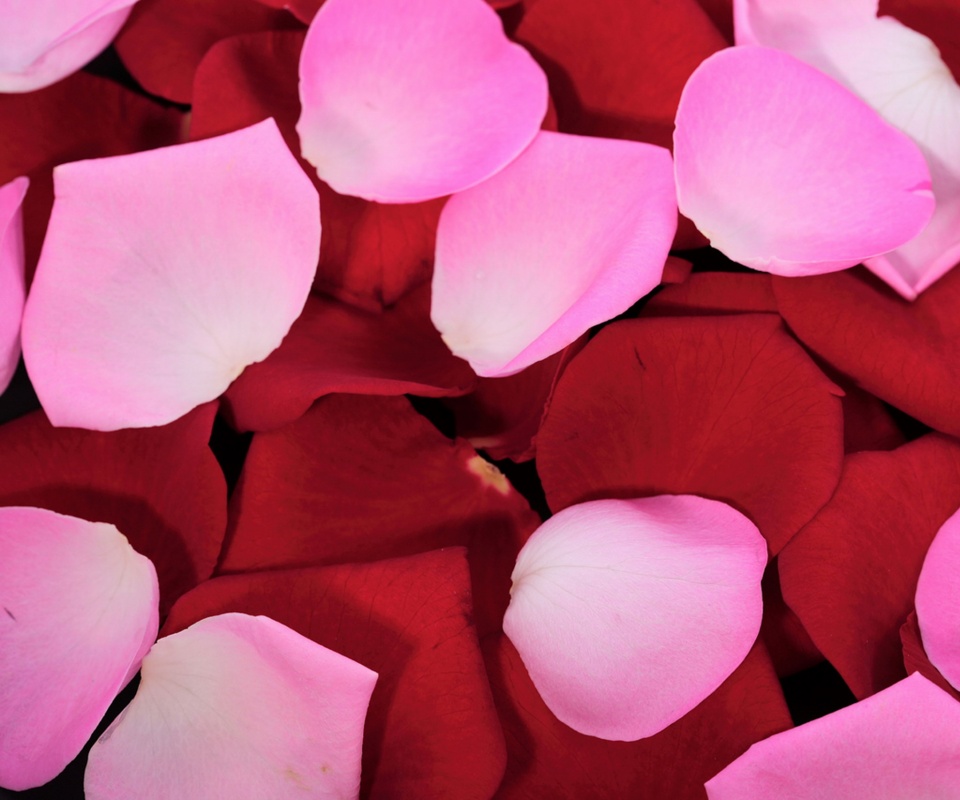 Розовые и красные лепестки обои