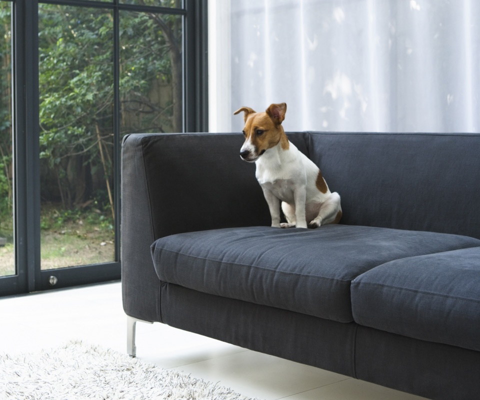 Пес на диване обои