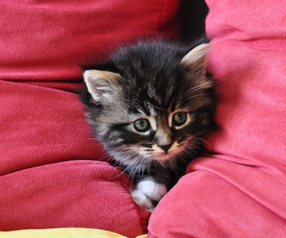 Котенок в подушках обои