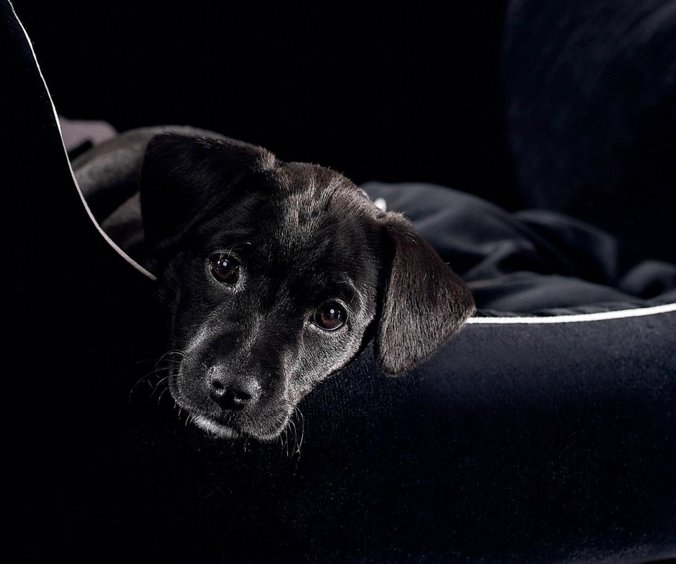 Собачка в сумке обои