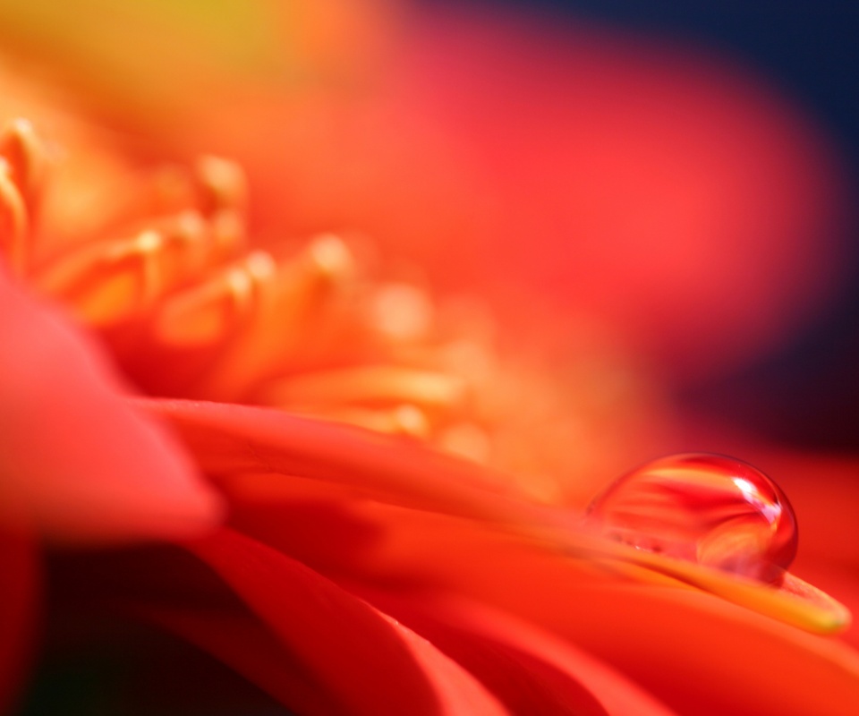 Пламенный цветок обои