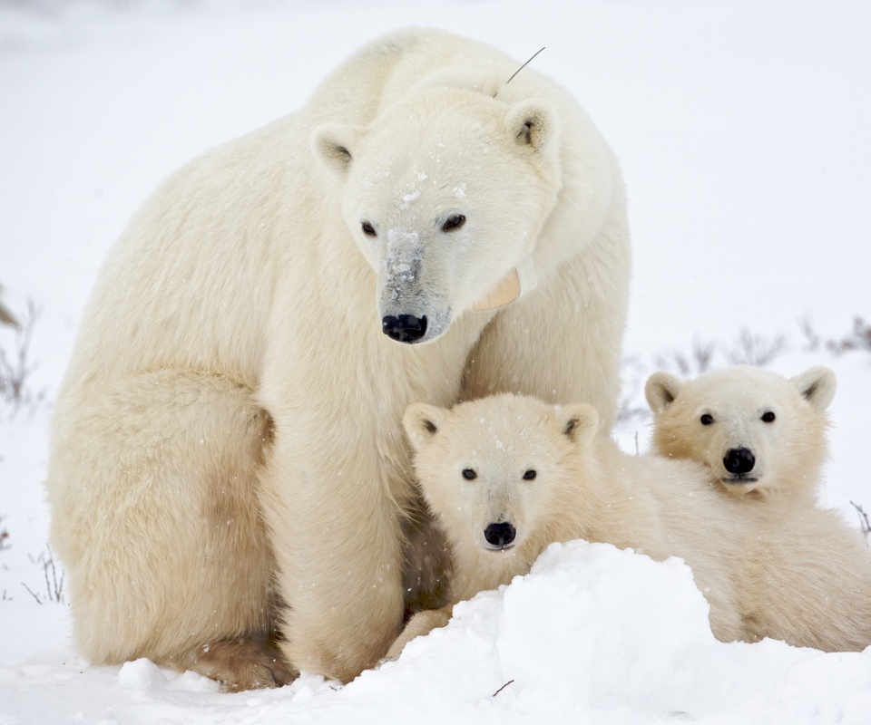 Белые медведи обои