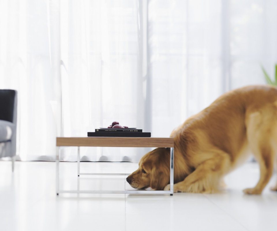 Большая собака под маленький столик обои