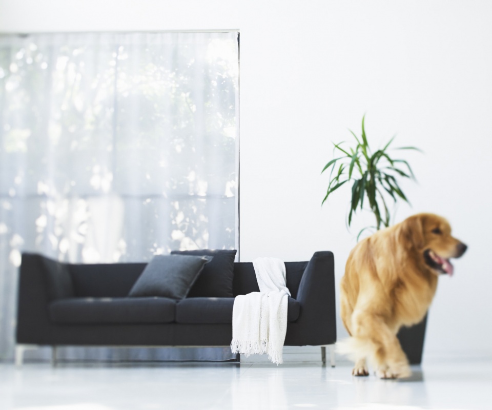 Собака в быту обои