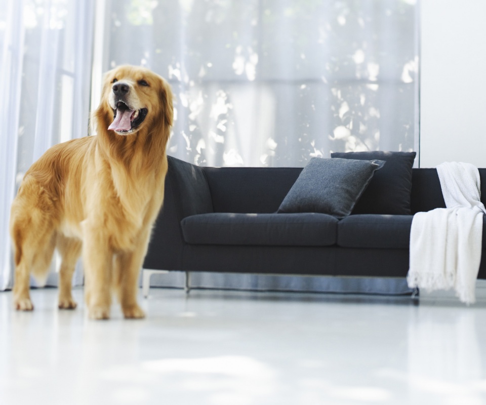 Собачка обои