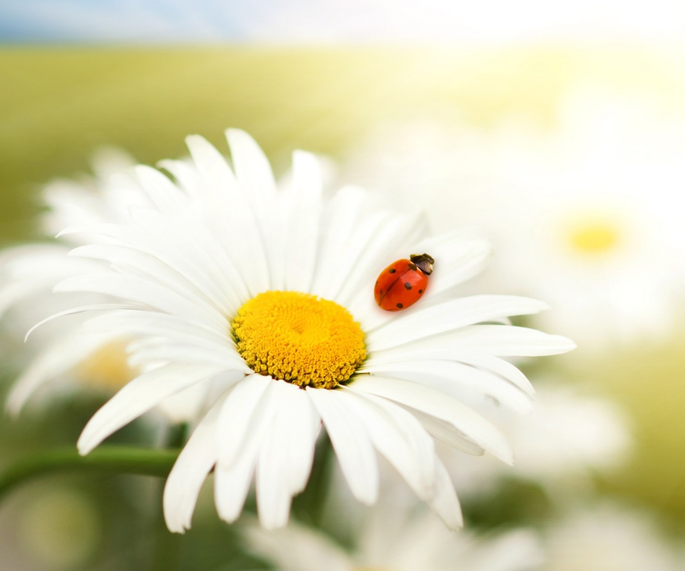 Божья коровка обои