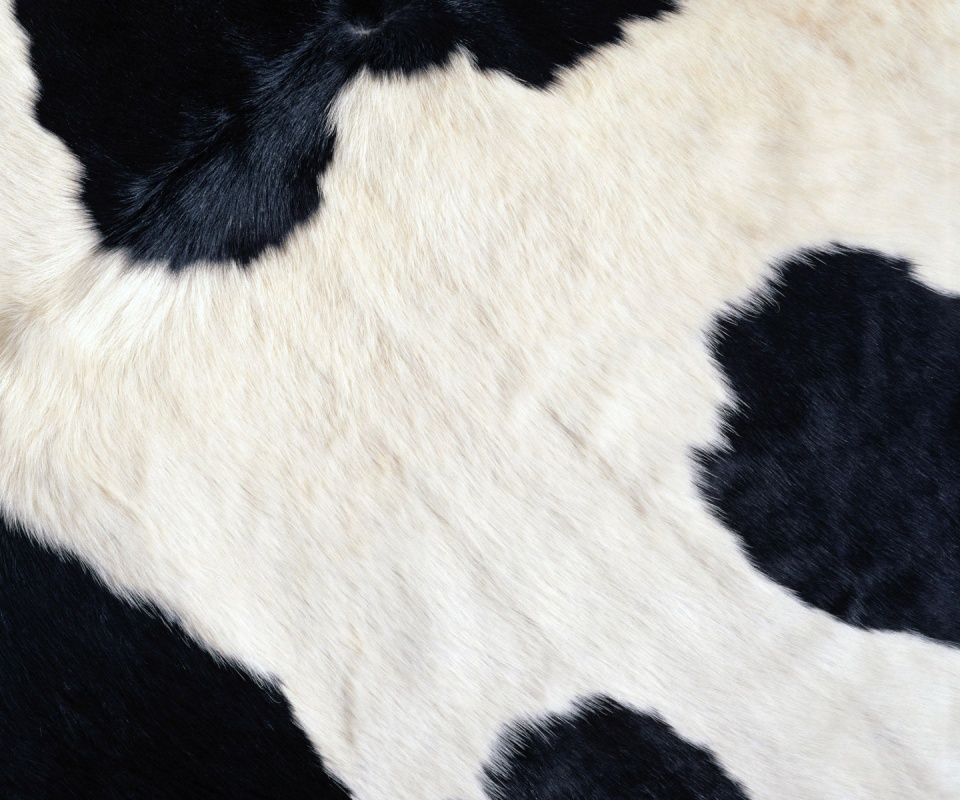 Шкура коровы обои
