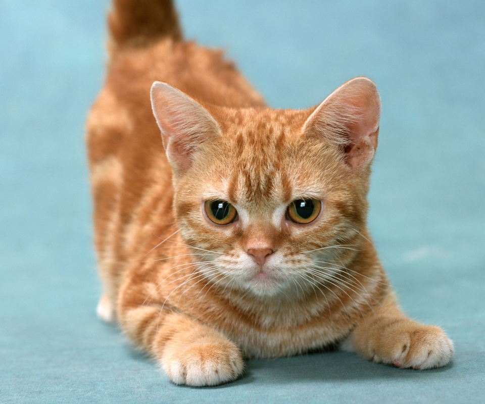 Котенок обои