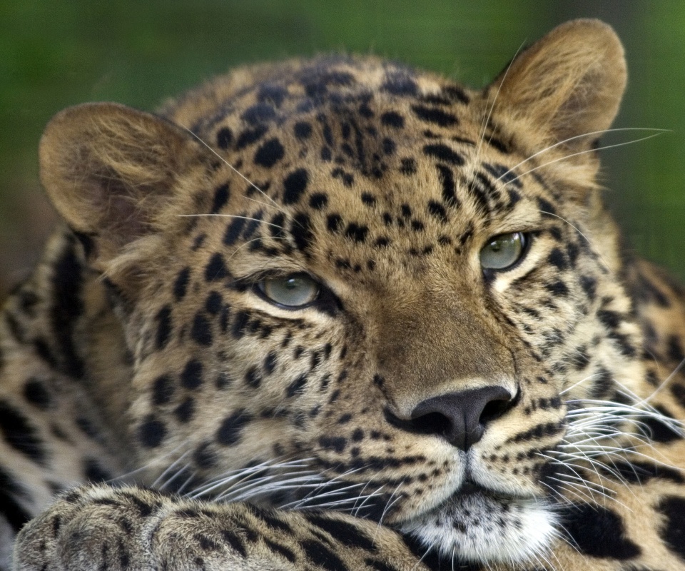 Злопасный ягуляр обои