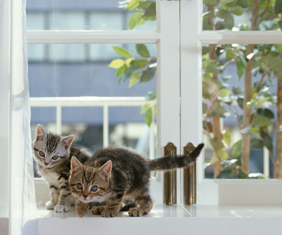 Милые котята обои