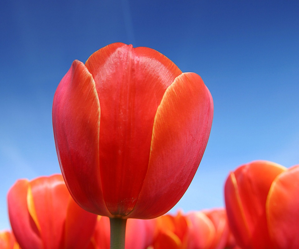 Тюльпан обои