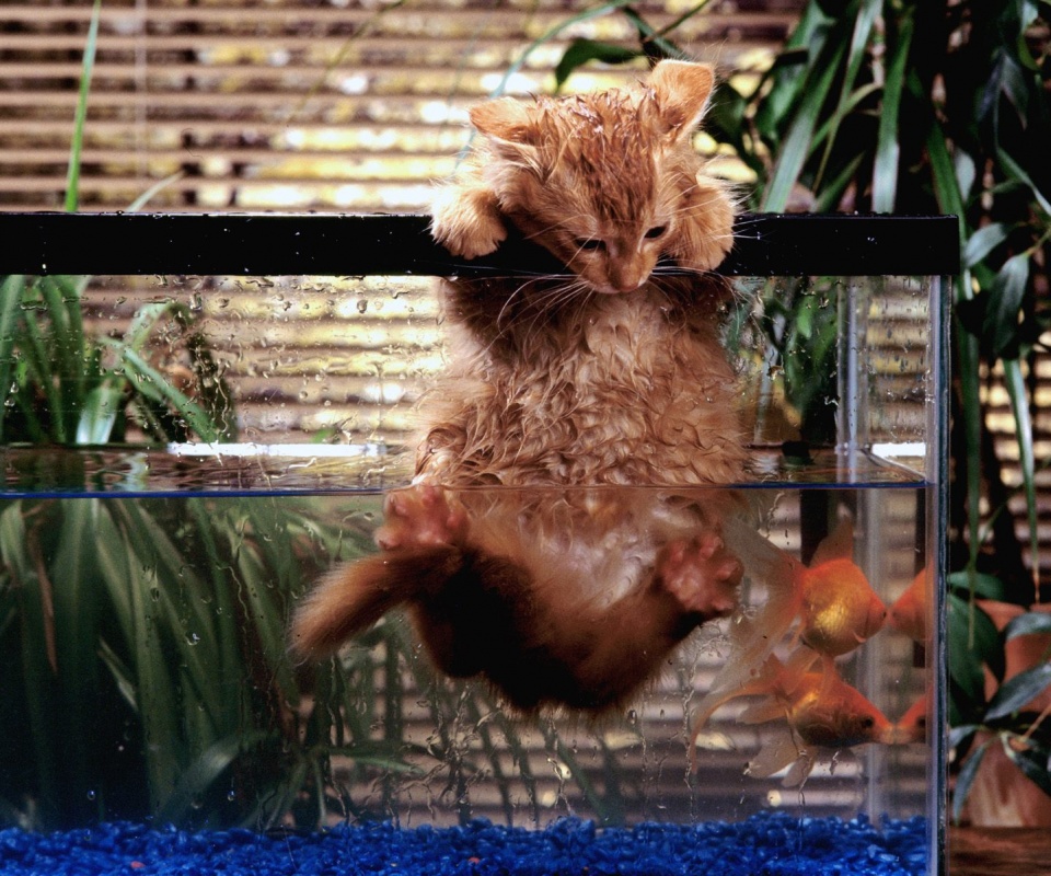 Мокрая киска обои