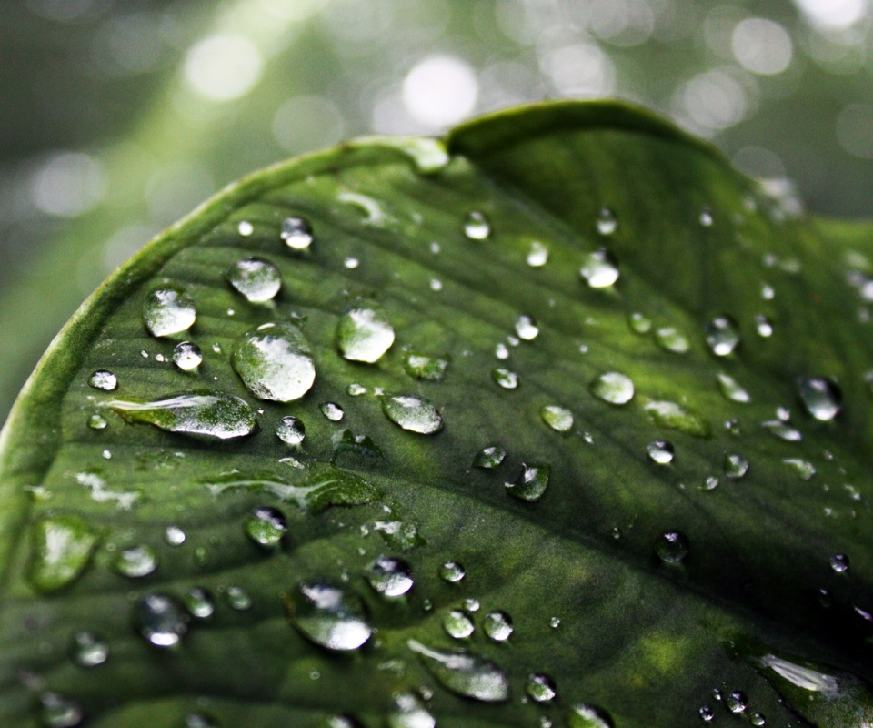 Роса на листке обои