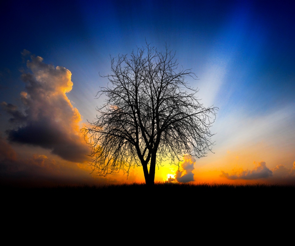 Дерево на закате обои
