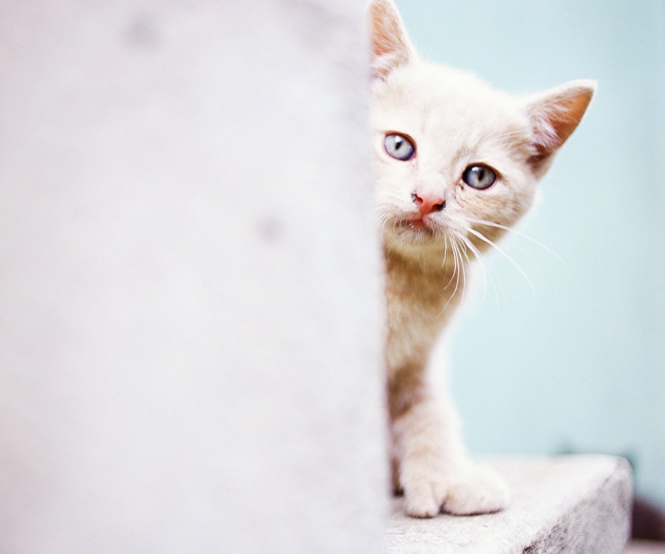 Котик из-за угла обои