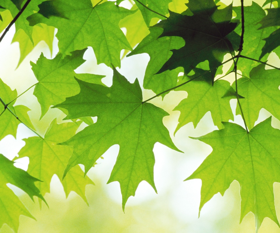 Кленовые листья обои