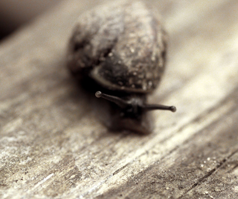 Улитка на ветке обои