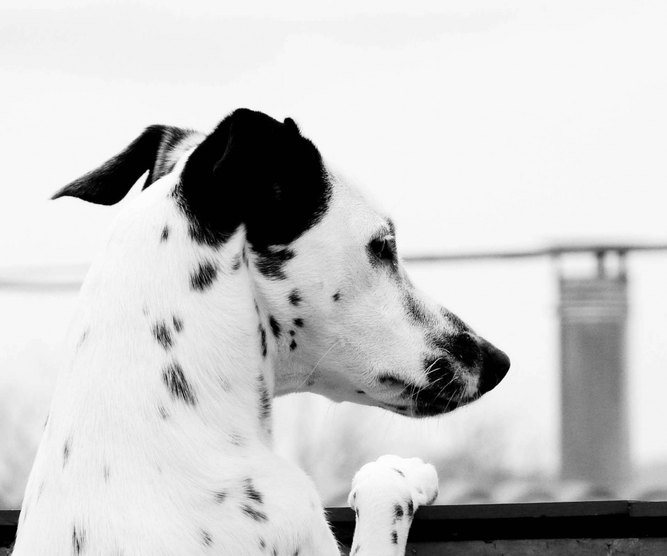 Долматинец смотрит вдаль обои