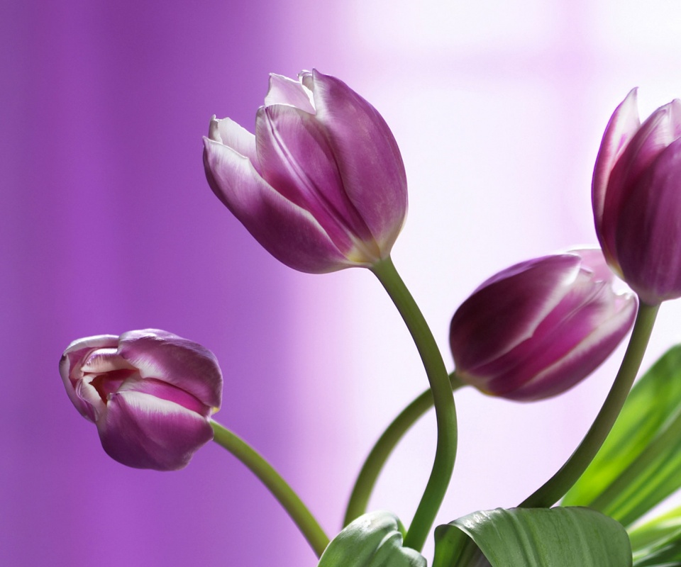 Сиреневые цветы обои