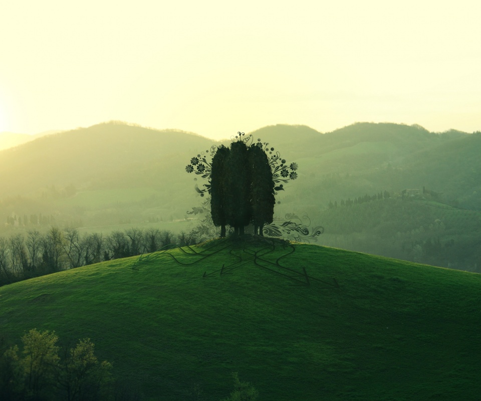 Деревья на холме обои