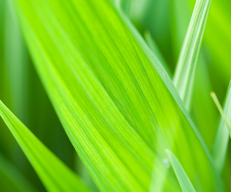 Идеальный кусочек зелени обои