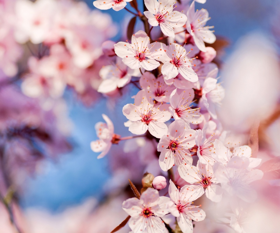 Цветение вишни обои