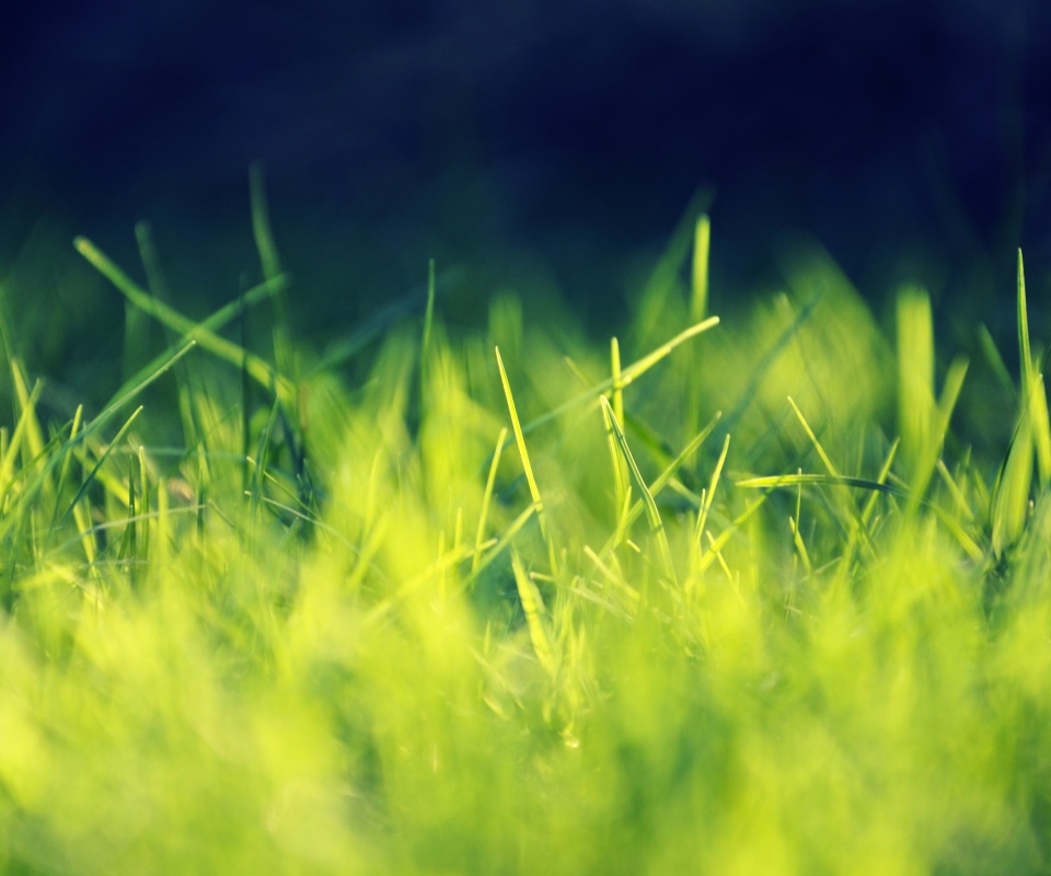 Играя солнечным светом обои