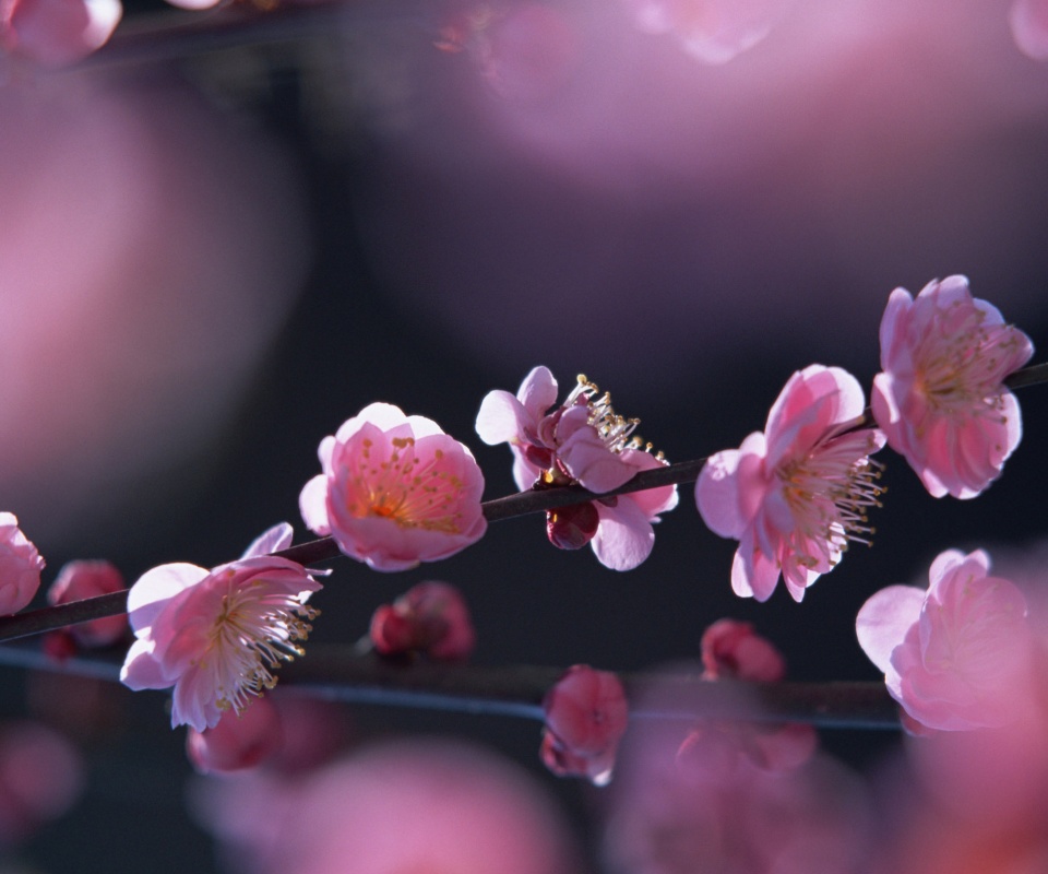 Цветущая вишня обои