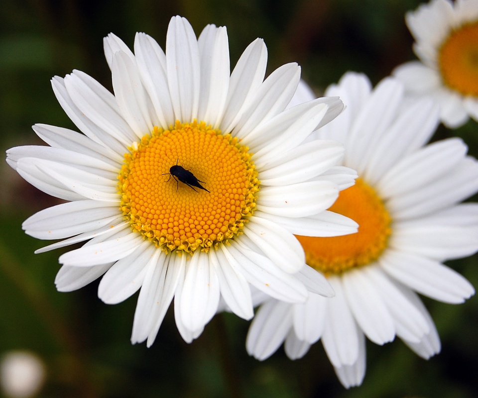 Ромашки обои