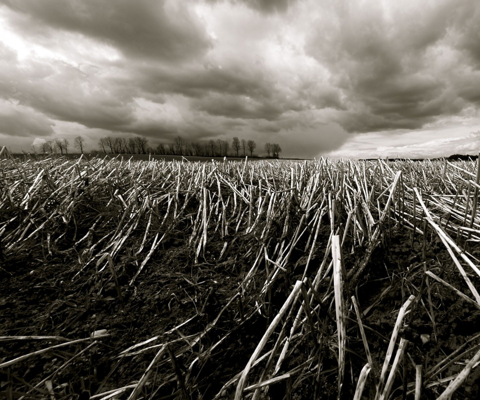 Убранное поле обои