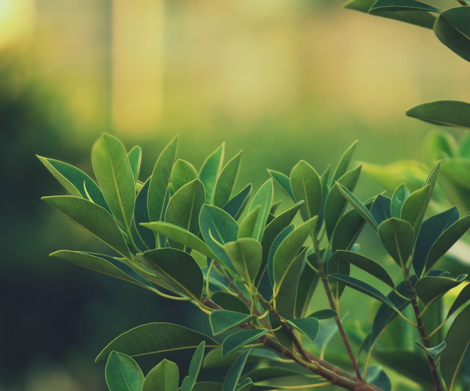 Листья обои