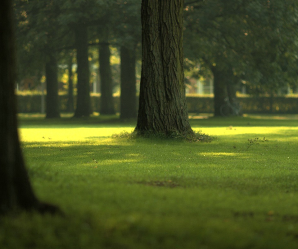 Ствол дерева обои