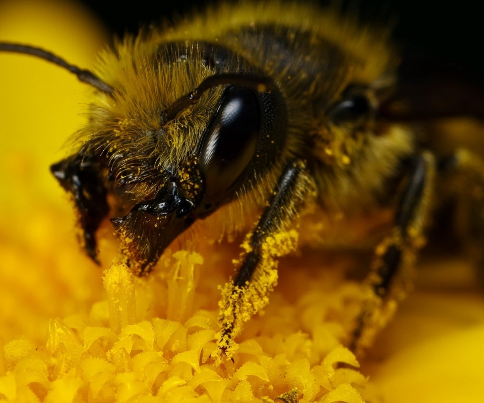 Пчела крупным планом обои