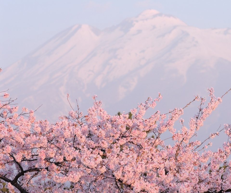 Цветение вишни в горах обои