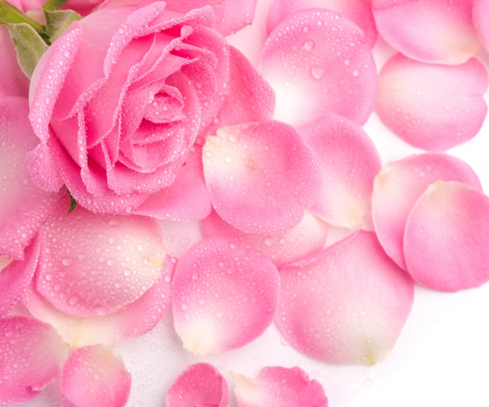 Розовые лепестки  обои
