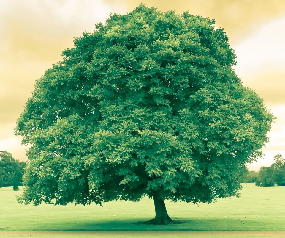 Зеленое ирландское дерево обои