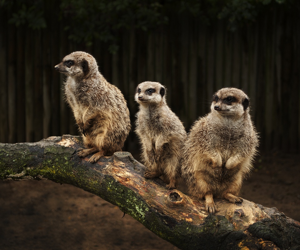 В дозоре обои