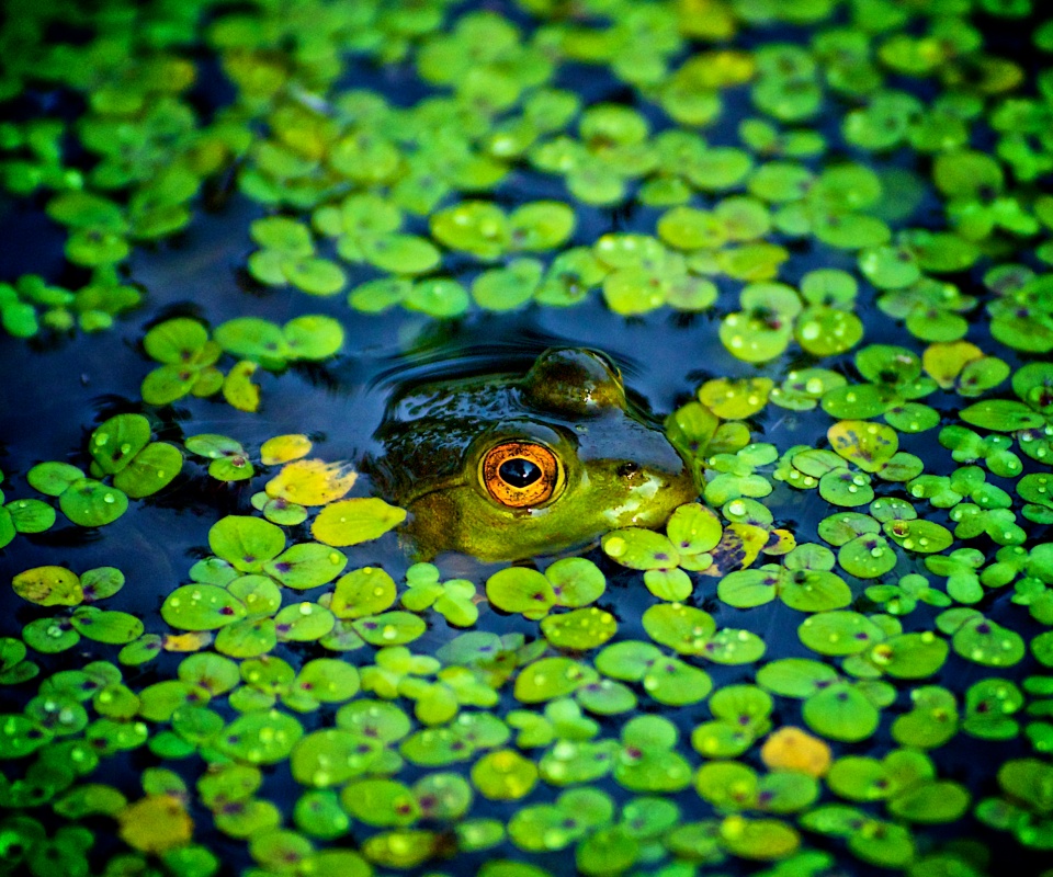 Маленькая лягушка обои