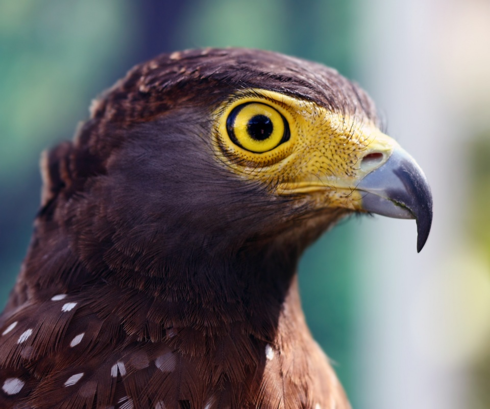 Взгляд орла обои