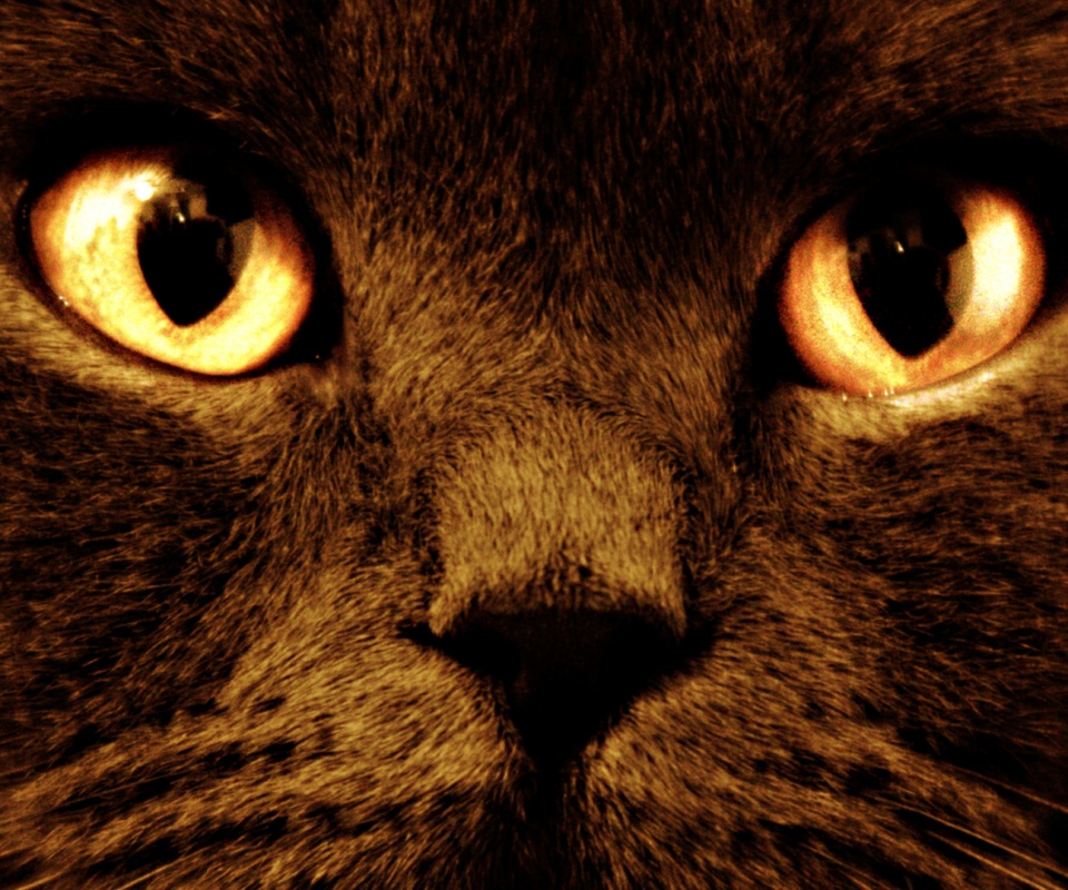 Черный кот с оранжевыми глазами обои