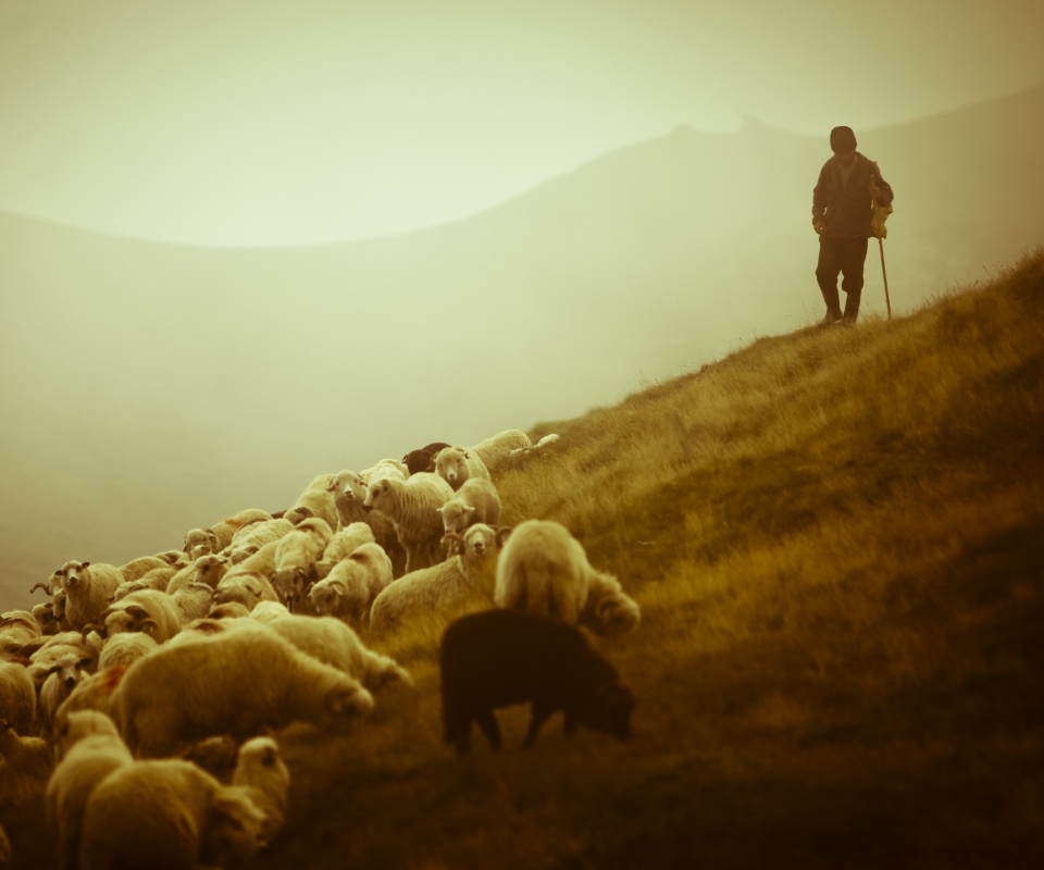 Пастух и стадо обои