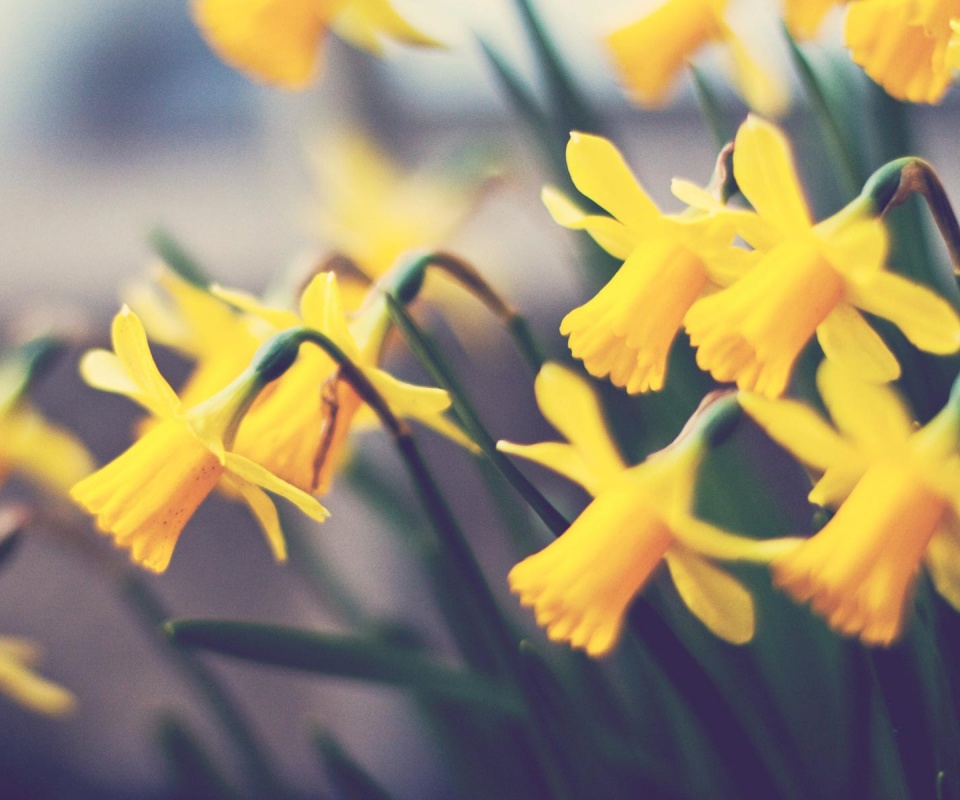 Нарциссы обои